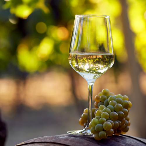 Pinot Grigio, San Antini, Italy